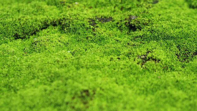 Close-up of green moss on stone. Creative. Beautiful green moss grows on stone. Green moss on rock	