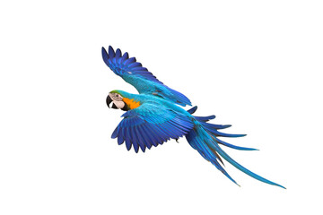 Colorful flying parrot isolated on transparent background png file