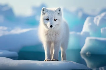 Stickers pour porte Renard arctique arctic fox stand on ice floe in winter landscape