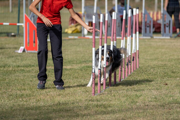 Australian shepherd dog breed tackles slalom obstacle in dog agility competition. Stimulated by the owner.
