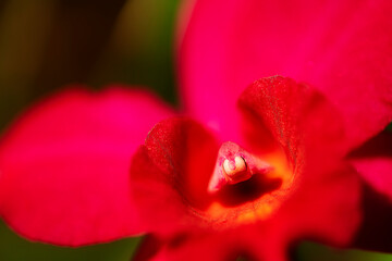 red flower in macro lens