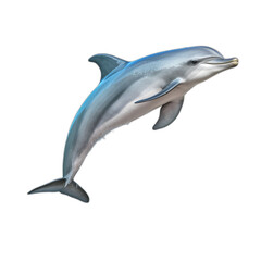 dolphin isolated on transparent or white background