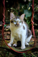 A little brown and white cat sitting on a swing. amidst nature