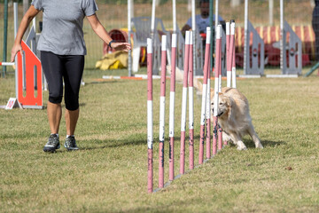 The golden retriever dog breed faces the hurdle of slalom in dog agility competition. Stimulated by...