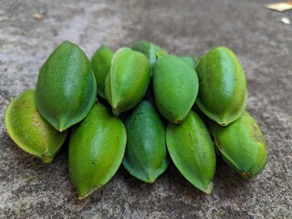 The oil in ketapang seeds has the effect of being a laxative and facilitating breast milk, the tannins in the bark have the effect of being a diuretic which can improve urine flow and treat hepatitis