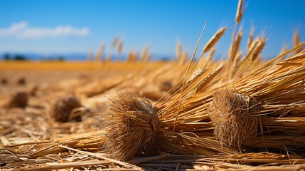 Stalks of corn are perched in a reaped Summer field.