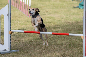 Dog agility competition. Jack Russell Terrier jumps over hurdle. Dog agility
