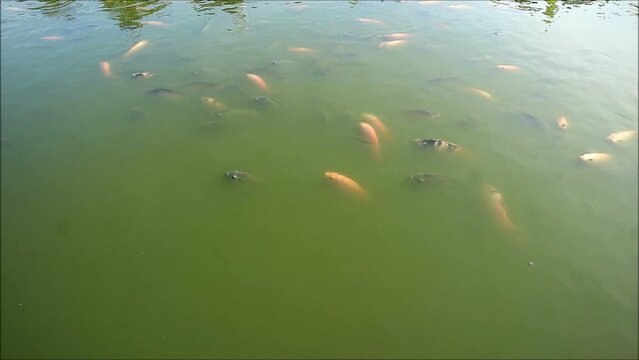 Footage of a School of Black and Red Nile Tilapias Swimming in a Pond