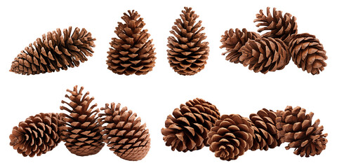 Pine cones isolated on transparent background