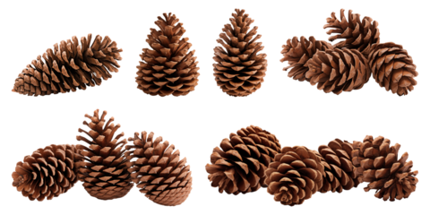 Pine cones isolated on transparent background