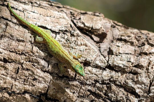 A vibrant coloured Cheke's Day Gecko (Phelsuma abbotti ssp. chekei) bright green with pattern on its skin sitting on a tree trunk