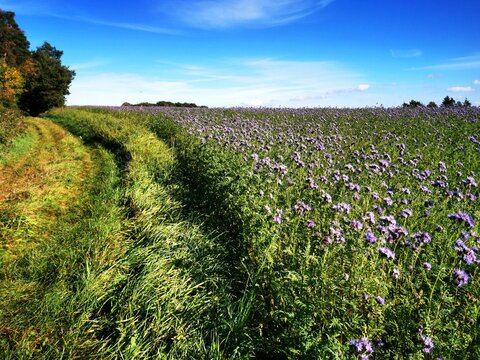 blau bl&uuml;hendes Phazelia-Feld