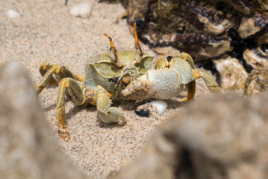Closeup of a Horned Ghost Crab (Ocypode ceratophthalmus) on the sand on the beach holding up his large claw