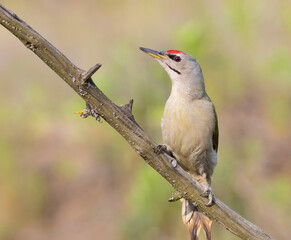 Grey-headed woodpecker, Picus canus. A young bird sits on a beautiful branch