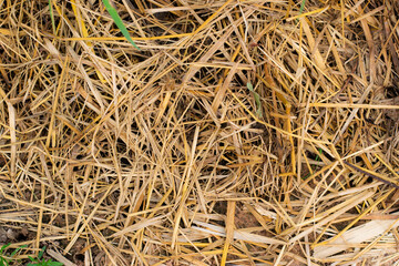 Dry rice straw texture for background and design, hay bale pattern.