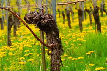 Reben Weinberge Trauben