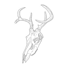 Deer head line art vector, Deer skull vector line art