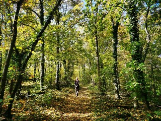 Spaziergänger wandert bei Sonnenschein durch einen herbstlichen Wald