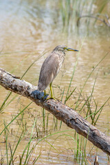 Indian pond heron in Yala national park, Sri lanka