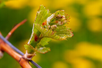 Reben Weinberge Trauben