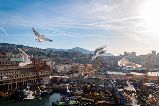 Vista del puerto de Génova, con la ciudad al fondo, Italia