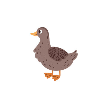 Duck wild or domesticated bird character, flat vector illustration isolated.