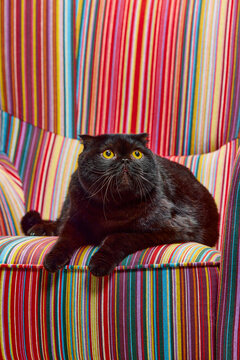 Beautiful, purebred, black cat, Scottish fold calmly lying on vintage armchair. Big yellow eyes looking with interest. Concept of domestic animals, pets, care, vet, beauty. Copy space for ad