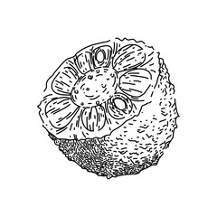 fruit jackfruit hand drawn. yellow green, food organic, fresh sweet fruit jackfruit vector sketch. isolated black illustration