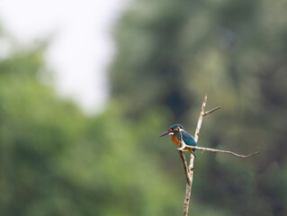 Common Kingfisher (Alcedo atthis) on a beautiful perch shot in south india 