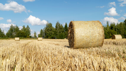 hay circles but the field before harvesting
