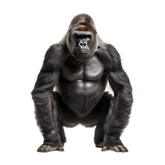Fototapeta na wymiar gorilla isolated on transparent or white background