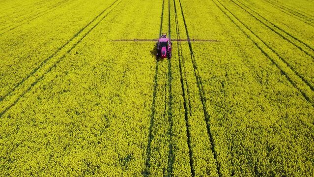 Tractor spreading fertilizer. Yellow canola field. Growing organic food on the plain.