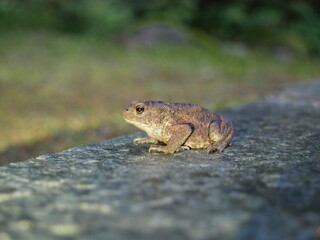 The brown toad moves through the forest area at night. Amphibian in summer in its natural habitat.