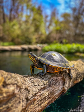 Florida cooter turtle sits on a log on the the spring-fed Itchetucknee River, Florida