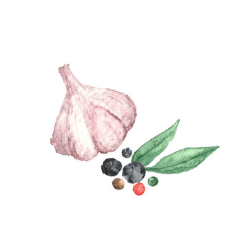 Fresh garlic with colorful peppercorns and bay leaves. Watercolor clipart for Kitchenware, logo, templates, cookbook, flyer, sticker, recipe