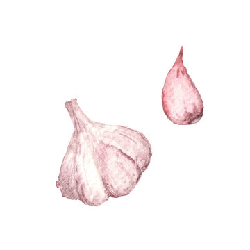Watercolor illustration of whole garlic and garlic Clove on a white background. Fresh organic garlic cloves