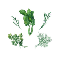 Set of Fresh culinary herbs. Dill, rosemary, parsley, thyme, spinach. Hand drawn watercolor elements. Bunch of medicinal herbs