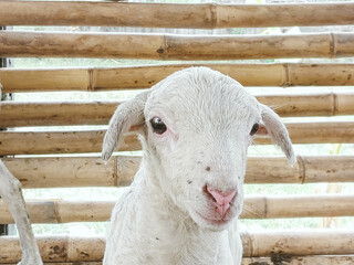 A white lamb looks at the camera