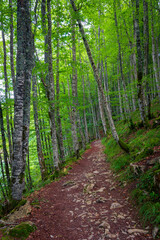 The Irati Forest is a forest spread between the north of Navarre (Spain) and the Pyrenees in France.