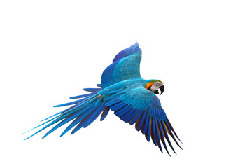 Colorful flying parrot isolated on transparent background png file