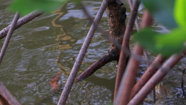 Selective focus on a mudskipper swimming in murky mangrove water, amphibious fish navigating through tidal swamp with water ripples, tropical wetland wildlife in natural habitat.