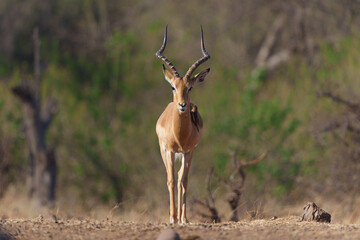 Impala coming close for drinking at a waterhole in Mashatu Game Reserve in the Tuli Block in Botswana   
