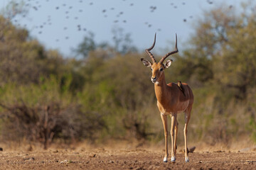 Impala coming close for drinking at a waterhole in Mashatu Game Reserve in the Tuli Block in Botswana   