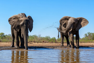 Obraz premium Elephants drinking and taking a bath in a waterhole in Mashatu Game Reserve in the Tuli Block in Botswana.