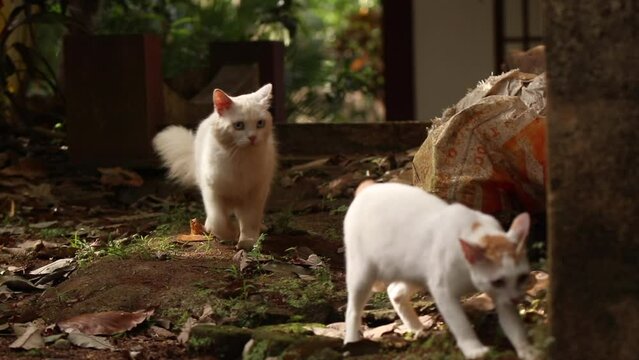 Female cat in heat followed by male cat. Female cat showing signs of fertile period of her reproductive cycle and is looking to mate and male cat follows her. 