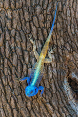 Southern tree agama (Acanthocercus atricollis) sitting in a tree in the Kruger National Park in South Africa - obrazy, fototapety, plakaty