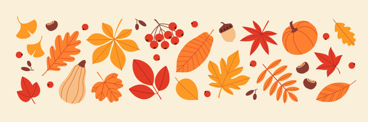 Autumn vector set of bright colourful fall leaves, pumpkins, berries, apple, acorn and chestnut in flat minimal style. - 667117109