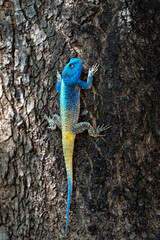 Southern tree agama (Acanthocercus atricollis) sitting in a tree in the Kruger National Park in South Africa