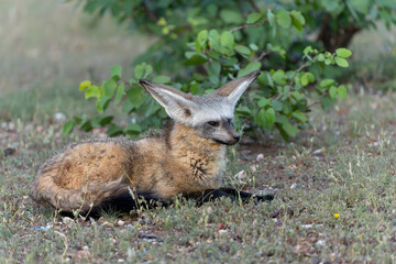 Bat eared fox (Otocyon megalotis) adult hanging around the den in Mashatu Game Reserve in the Tuli Block in Botswana