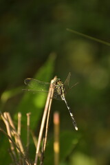 close up of dragonfly on a branch